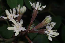 Attēlu rezultāti vaicājumam “Gymnocladus dioicus flower”