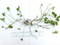 Attēlu rezultāti vaicājumam “Trifolium spadiceum fruit”