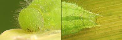 Attēlu rezultāti vaicājumam “Lopinga achine underside”