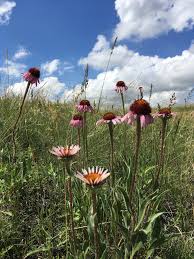 Image result for Echinacea angustifolia