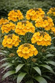 Image result for Cheiranthus cheiri