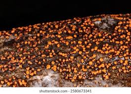 Attēlu rezultāti vaicājumam “Nectria cinnabarina”