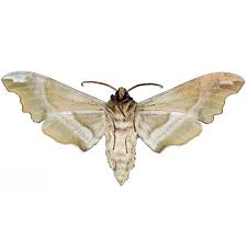 Attēlu rezultāti vaicājumam “Mimas tiliae”