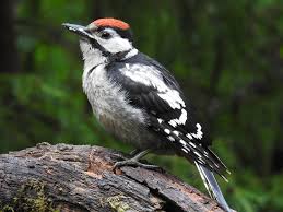 Attēlu rezultāti vaicājumam “Dendrocopos major”