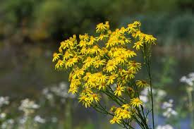 Attēlu rezultāti vaicājumam “Jacobaea vulgaris flower”
