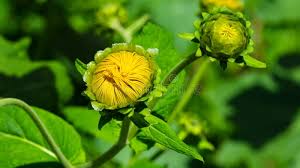 Attēlu rezultāti vaicājumam “Telekia speciosa bud”