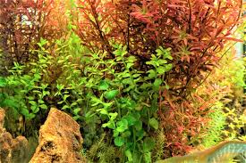 Attēlu rezultāti vaicājumam “Reticularia jurana macro”