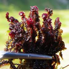 Attēlu rezultāti vaicājumam “Scapania undulata”