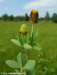 Attēlu rezultāti vaicājumam “Trifolium spadiceum fruit”