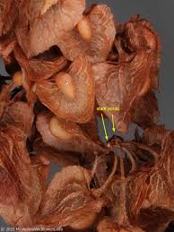 Attēlu rezultāti vaicājumam “Rumex crispus fruit”