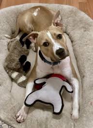 Image result for Parkour Alliance