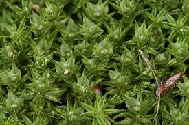 Attēlu rezultāti vaicājumam “Orthotrichum pumilum sporophyte”