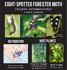 Attēlu rezultāti vaicājumam “Octospora splachnophila”