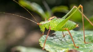 Attēlu rezultāti vaicājumam “Tettigoniodea”