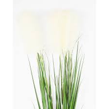 Attēlu rezultāti vaicājumam “Carex vulpina”