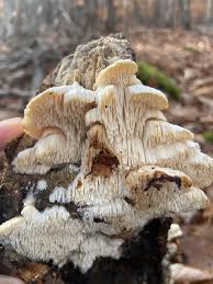 Attēlu rezultāti vaicājumam “Hypnum pallescens sporophyte”