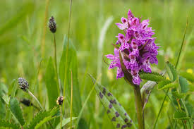 Attēlu rezultāti vaicājumam “Dactylorhiza cruenta flower”