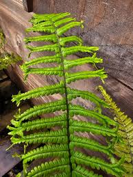 Attēlu rezultāti vaicājumam “Dryopteris cristata”