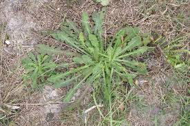 Attēlu rezultāti vaicājumam “Hypochaeris radicata leaf”