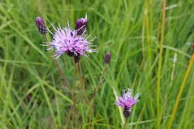 Attēlu rezultāti vaicājumam “Serratula tinctoria”