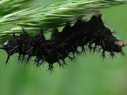 Attēlu rezultāti vaicājumam “Araschnia levana larva”