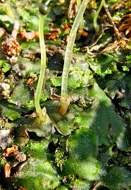 Attēlu rezultāti vaicājumam “Serpoleskea subtilis sporophyte”