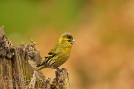 Attēlu rezultāti vaicājumam “Carduelis spinus male”