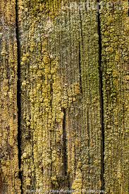 Attēlu rezultāti vaicājumam “Lecanora conizaeoides”