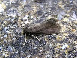 Attēlu rezultāti vaicājumam “Taleporia tubulosa”