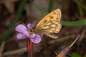 Attēlu rezultāti vaicājumam “Carterocephalus silvicolus”
