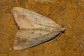 Attēlu rezultāti vaicājumam “Evergestis extimalis”