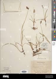 Attēlu rezultāti vaicājumam “Blysmus compressus leaf”