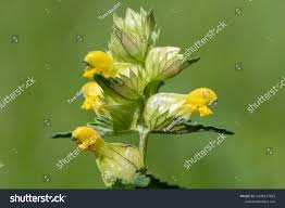 Attēlu rezultāti vaicājumam “Rhinanthus minor”