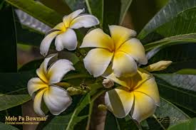 Image result for Leaves Green Bowmen