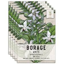 Image result for Borago officinalis