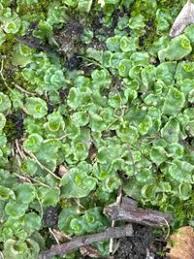 Attēlu rezultāti vaicājumam “Marchantiopsida”