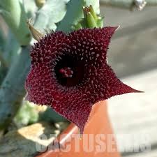 Attēlu rezultāti vaicājumam “Asclepiadaceae”