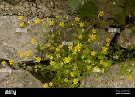 Attēlu rezultāti vaicājumam “Saxifraga cymbalaria flower”