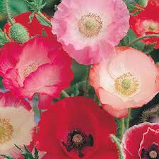Image result for Papaver rhoeas 'Shirley'