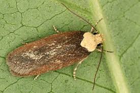 Attēlu rezultāti vaicājumam “Depressaria depressana”