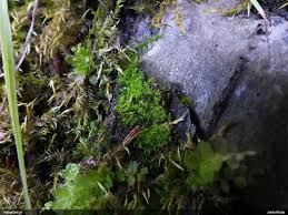 Attēlu rezultāti vaicājumam “Dicranella staphylina”