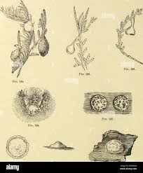 Attēlu rezultāti vaicājumam “Agroeca brunnea”