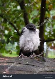 Attēlu rezultāti vaicājumam “Corvus cornix juvenile”