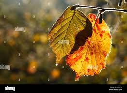 Attēlu rezultāti vaicājumam “Corylus avellana leaf”