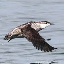 Image result for Brachyramphus perdix