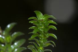 Attēlu rezultāti vaicājumam “Elodea canadensis”