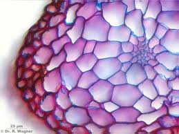 Attēlu rezultāti vaicājumam “Plagiomnium ellipticum”