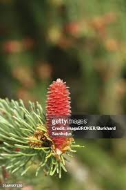 Attēlu rezultāti vaicājumam “Picea abies female flower”
