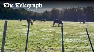 Image result for Cadnam Cricket Club