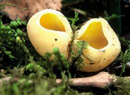 Attēlu rezultāti vaicājumam “Octospora splachnophila”